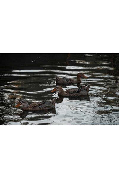 OEM Tablou Canvas, "Rate plutind pe lac in amurg", 100 x 100cm