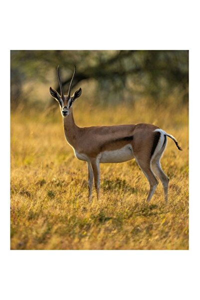 OEM Tablou Canvas, "Gazela in lumina apusului african", 50 x 50cm