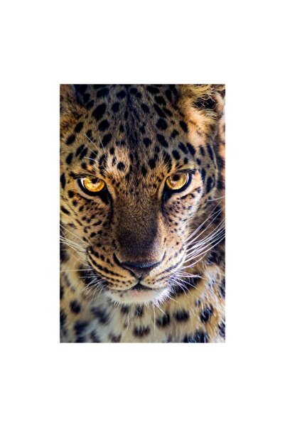 OEM Tablou Canvas, "Privirea intensa a leopardului", 100 x 100cm