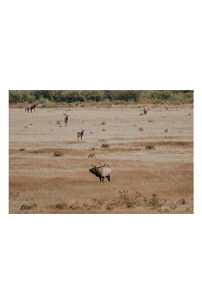 OEM Tablou Canvas, "Cerbi in peisajul toamnei aurii", 100 x 100cm