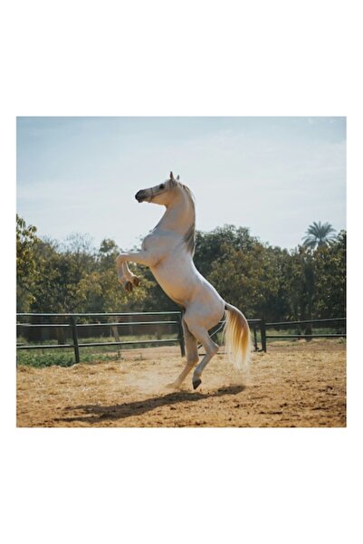 OEM Tablou Canvas, "Cal alb in splendoarea diminetii", 100 x 150cm