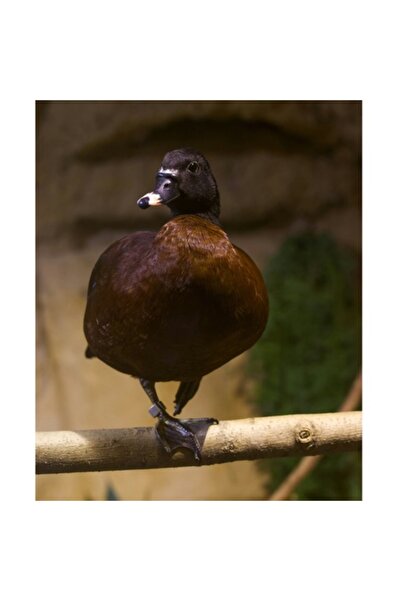 OEM Tablou Canvas, "O rata pe o creanga uscata", 39 x 54cm