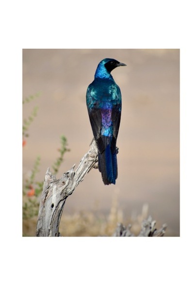 OEM Tablou Canvas, "Pasarea cu pene sclipitoare azurii", 70 x 100cm