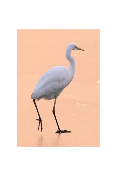 OEM Tablou Canvas, "Egreta pasind pe ape aurii", 100 x 100cm