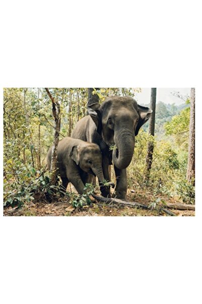 OEM Tablou Canvas, "Elefanti plimbandu-se prin padurea tropicala", 70 x 50cm