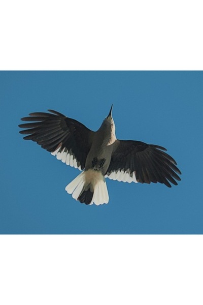 OEM Tablou Canvas, "Pasare zburand in cer albastru", 100 x 70cm