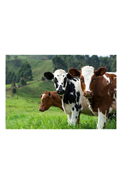 OEM Pictură pe pânză, „Vaci în peisaj de primăvară”, Vaci, Pășune, Verdeață, Dealuri, Cer, Natură, Contrast,