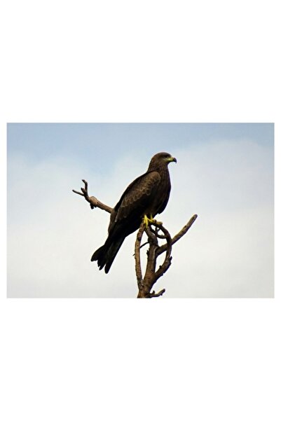 OEM Pictură pe pânză: „Vultur pe o creangă înaltă”, artă inspirată din natură...