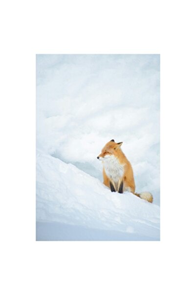 OEM Tablou Canvas, "Vulpe singuratica in zapada alba", Fox, Snow, Solitude, Peaceful, Winter, White, Cal