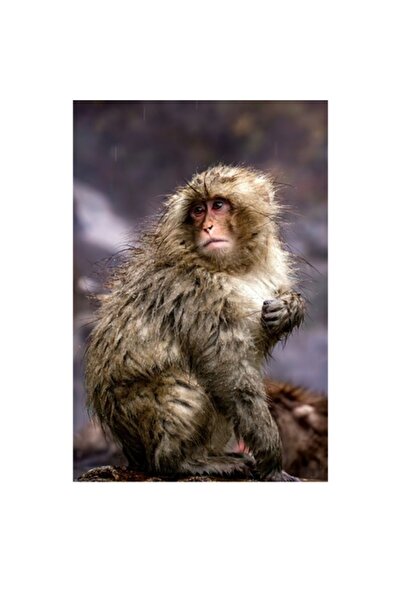 OEM Tablou Canvas, "Maimuta in ploaia de primavara", 39 x 54cm