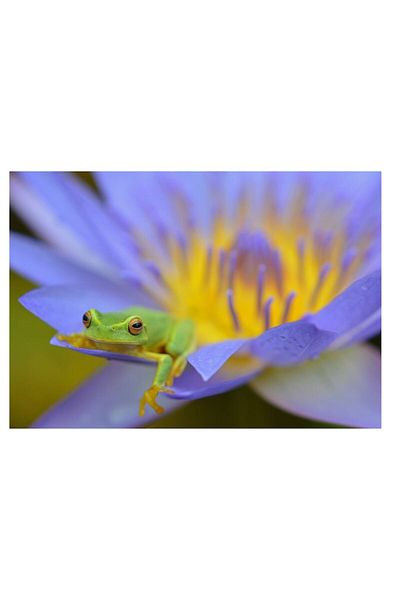 OEM Tablou Canvas, 'Broasca verde pe floare violeta', 100 x 100cm