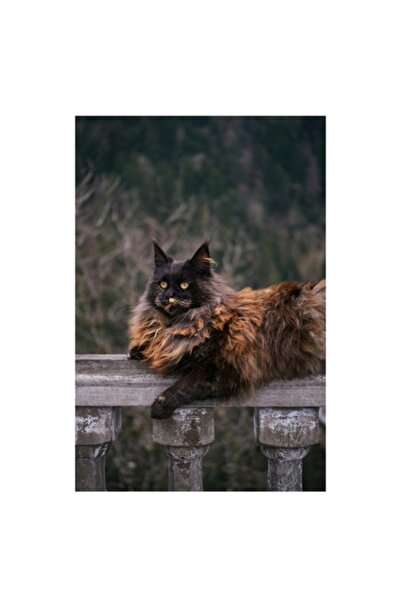 OEM Tablou Canvas, "Pisica regala pe balustrada antica", 50 x 50cm