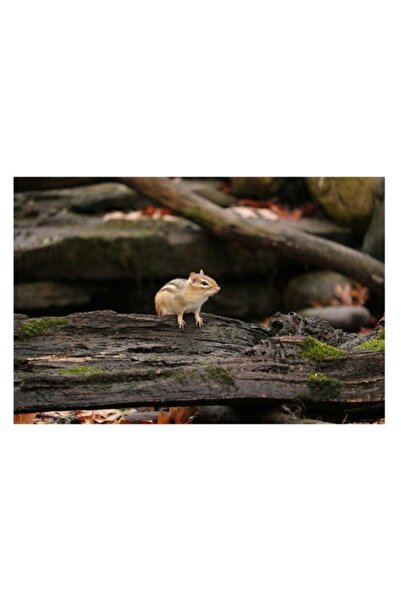 OEM Canvas Tablou, „Veveriță pe lemn plutitor, trunchi de mușchi verde”