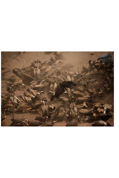 OEM Tablou Canvas, "Dansul vulturilor intr-o furtuna de praf", 100 x 100cm