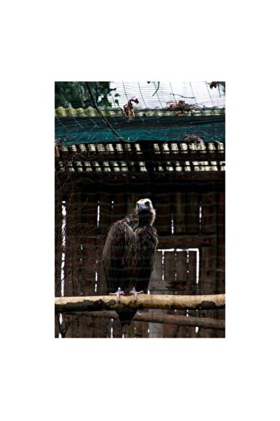 OEM Pictură pe pânză, „Vulturul urmărește din cușcă”, Vultur, Construcție, Cu...