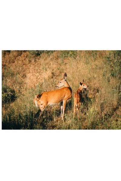 OEM Tablou Canvas, "Cerbul si puiul in lumina diminetii", 39 x 26cm