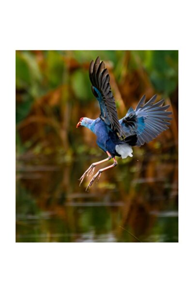 OEM Pictură pe pânză: Zborul elegant al păsării albastre