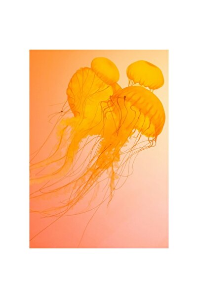 OEM Tablou Canvas, "Dansul meduzelor in lumina apusului", 50 x 50cm