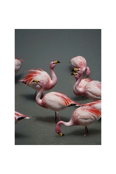 OEM Tablou Canvas, "Dansul flamingourilor pe apa albastra", 39 x 54cm