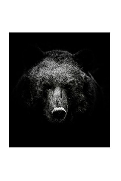 OEM Tablou Canvas, "In intunericul padurii tacute", 50 x 50cm