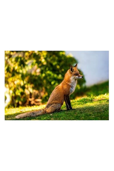 OEM Pictură pe pânză, „Vulpe gânditoare la marginea pădurii”, 50 x 50 cm