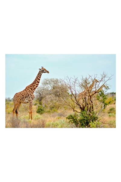 OEM Tablou Canvas, "Girafele cercetand savana africana linistita", 90 x 50cm