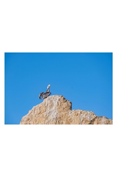 OEM Tablou Canvas, "Pelican pe stanca semeata", 70 x 50cm