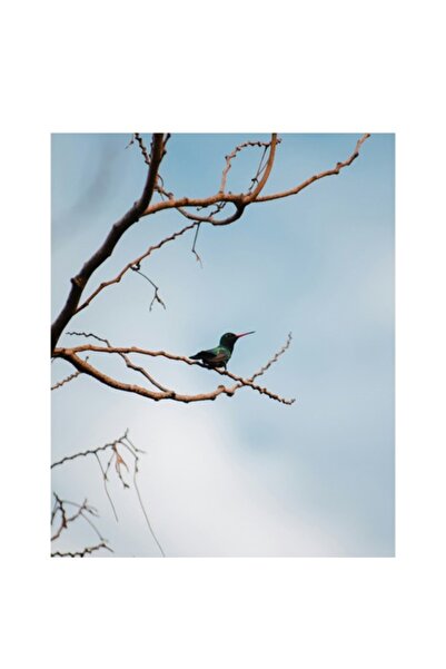 OEM Tablou Canvas, "Colibri pe ramura uscata in lumina", 39 x 54cm