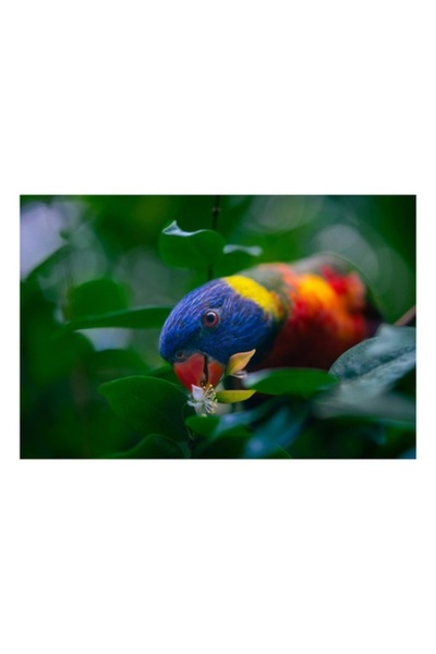 OEM Tablou Canvas, "Papagal colorat printre frunze verzi", 150 x 100cm