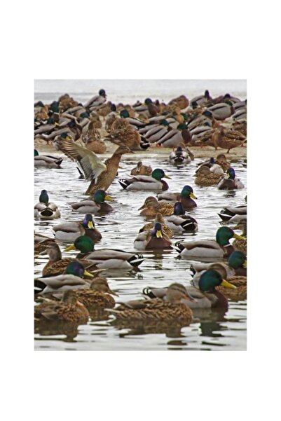 OEM Tablou Canvas, "Rate salbatice pe lac intins", 100 x 100cm