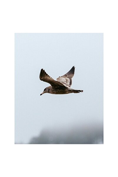 OEM Tablou Canvas, 'Zborul solitar al pescarusului', Pasare, Zbor, Cer, Aripi...