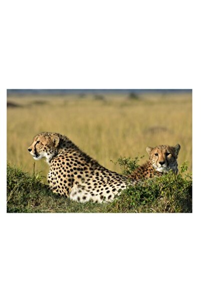 OEM Tablou Canvas, "Gheparzi odihnindu-se in savana africana", 70 x 50cm