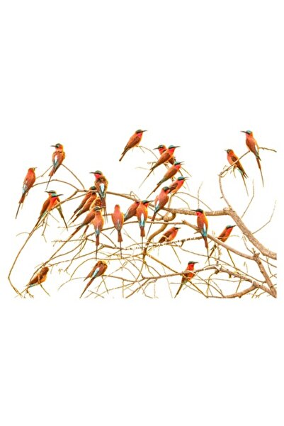 OEM Tablou Canvas, "Pasarile pestrite asezate pe crengi uscate", 50 x 50cm