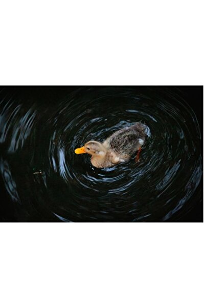 OEM Tablou Canvas, "Ratusca explorand lacul intunecat", 90 x 50cm