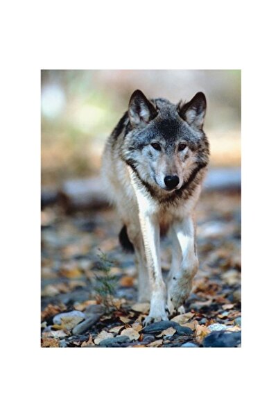 OEM Tablou Canvas, "Lupul in cautarea haitei pierdute", 50 x 50cm