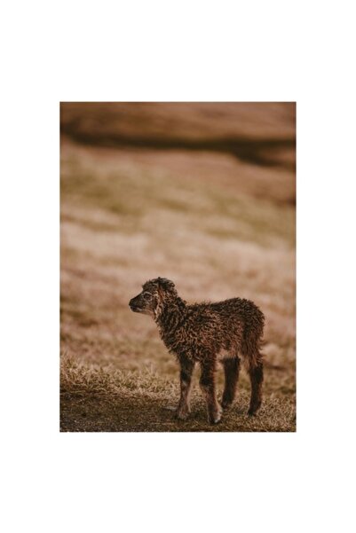 OEM Tablou Canvas, "Miel singuratic pe campie aurie", 100 x 100cm