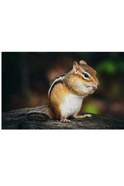 OEM Tablou Canvas, "Micul locuitor al padurii verzi", 50 x 50cm