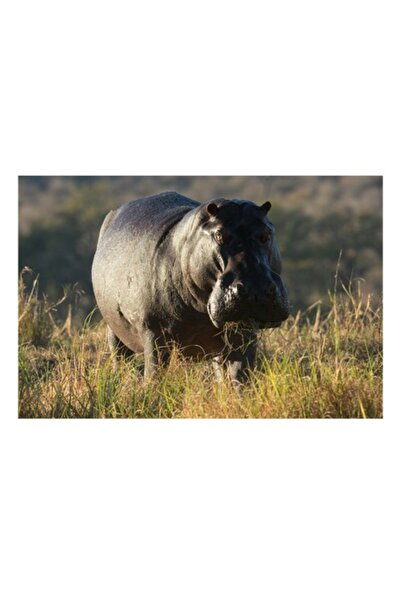 OEM Tablou Canvas, "Hipopotam la apus de soare", 90 x 50cm