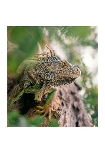 OEM Tablou Canvas, "Iguana printre frunze si crengi", 50 x 70cm