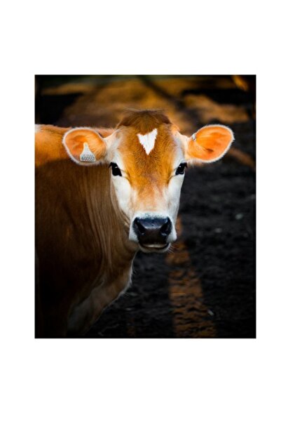 OEM Pictură pe pânză, „Vacă sub cerul auriu al dimineții”, 100 x 100cm