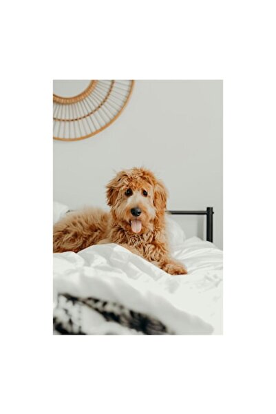 OEM Tablou Canvas, "Catel fericit pe pat alb", 50 x 90cm