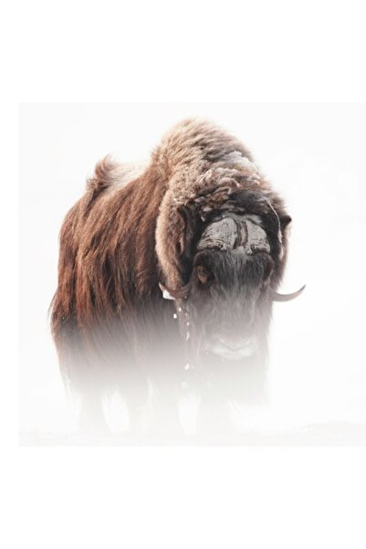 OEM Tablou Canvas, "Marele zimbru in ceata albastruie", 50 x 70cm