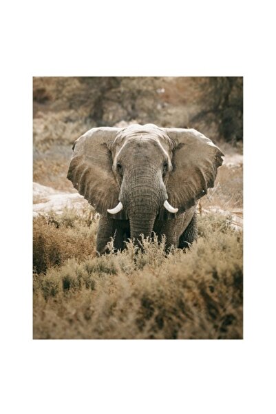 OEM Tablou Canvas, "Gigantul paseste printre tufisuri verzi", 50 x 70cm