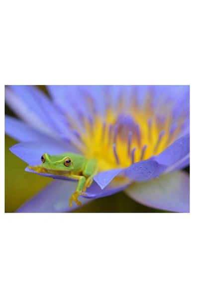 OEM Tablou Canvas, 'Broasca verde pe floare violeta', 100 x 100cm