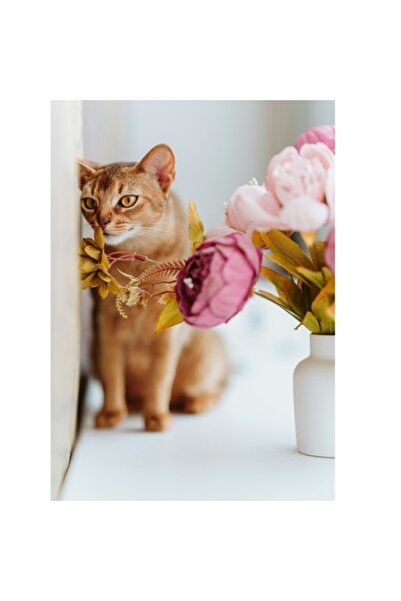 OEM Tablou Canvas, "Pisica si floarea misterioasa roz", 50 x 70cm
