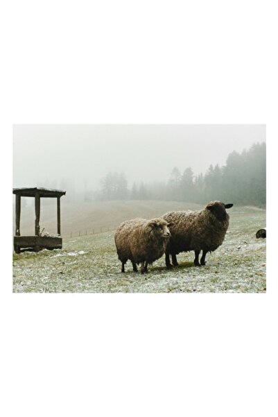 OEM Tablou Canvas, "Oile pasc in lumina diminetii", 90 x 50cm