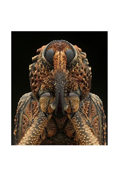 OEM Pictură pe pânză - „Santinela cu armură pătată”, detaliu macro al unei insecte