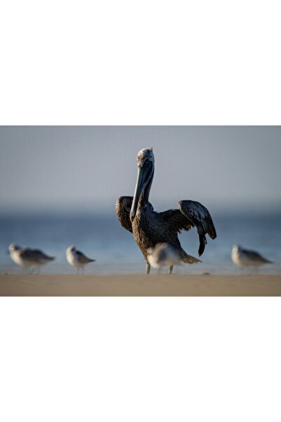 OEM Tablou Canvas, "Pelicani in asteptarea valurilor line", 70 x 50cm