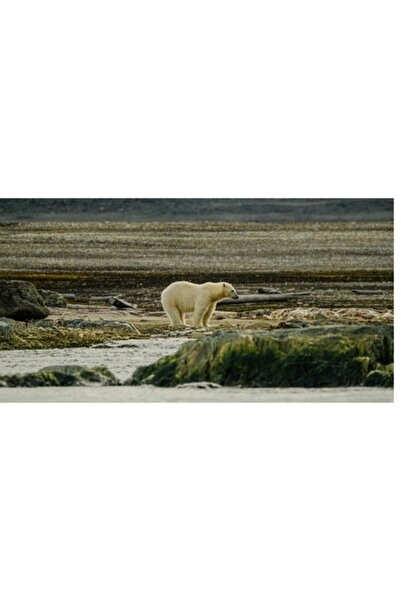 OEM Tablou Canvas, "Urs polar in peisaj arctic solitar"