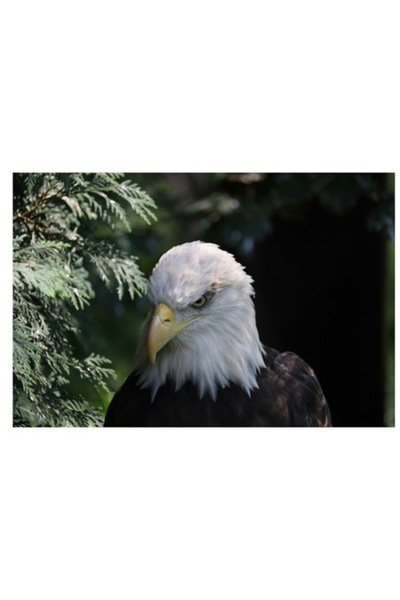 OEM Tablou Canvas, "Destinul maret al vulturului american", 70 x 50cm